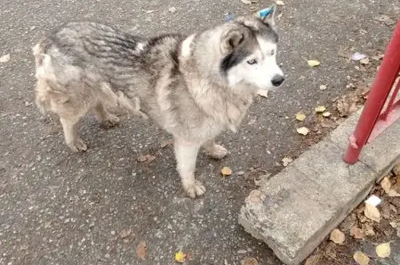 Найдена собака, Республика Хакасия, фото: Собака найдена: Аскиз, Хакасия