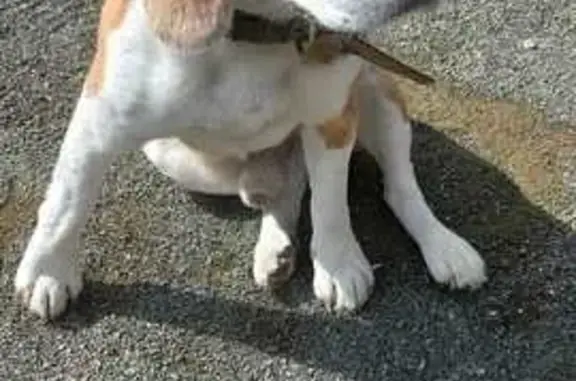 Собаки потеряшки, Екатеринбург, фото: Потеряшка собака, Буторина 11, Екатеринбург