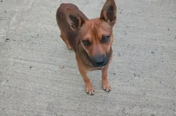 Найдена собака, Краснодарский край, фото: Найдена собака, Верхнениколаевское