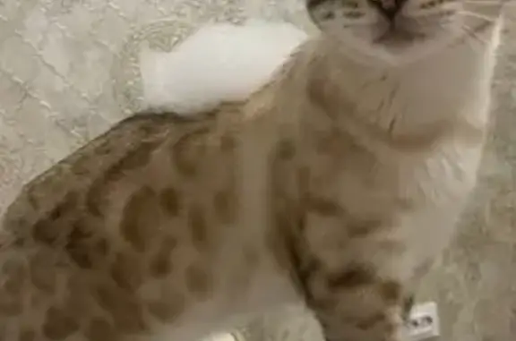 Кошки потеряшки, , фото: Потеряшка кошка, Ленинский сельсовет