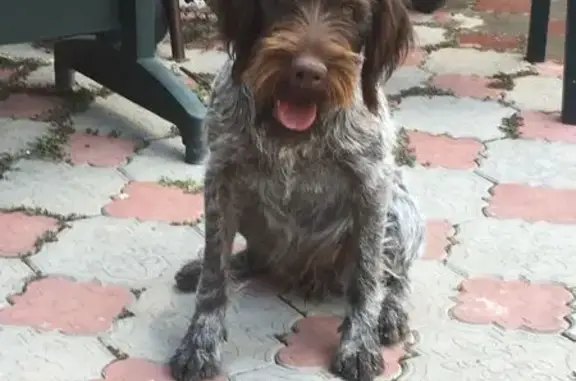 Пропала собака в с. Софиевка, Крым