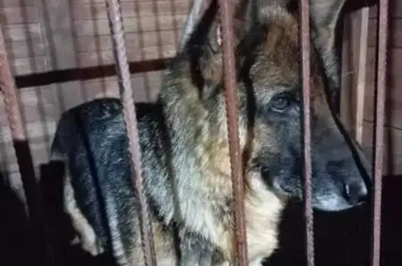 Найдена собака, Еловое, фото: Овчарка найдена в Еловом, Красноярский край