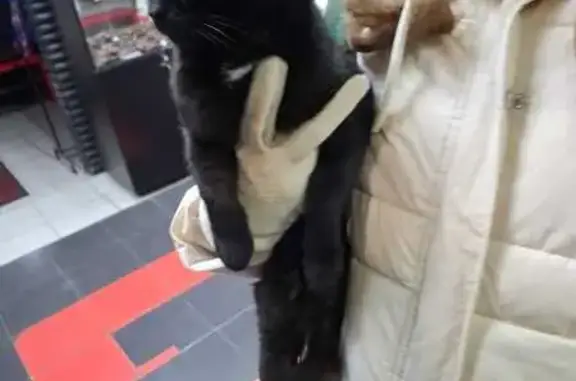 Найдена кошка, Екатеринбург, фото: Кошка найдена: ул. Бакинских Комиссаров, 113