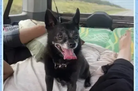 Пропала собака, ул. 1-го Мая 31, Павл. Посад