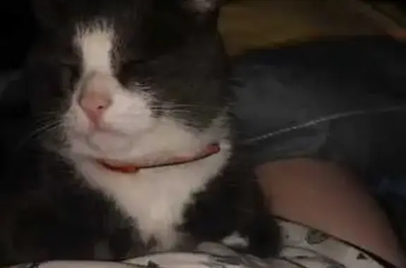 Пропала кошка, ул. Чапаева, 13, Магнитогорск