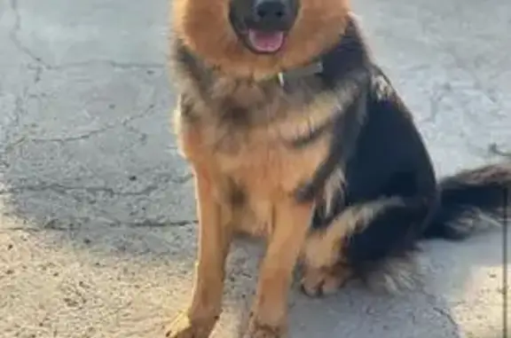 Пропала собака с цепью, Краснодарский край