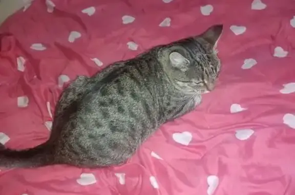 Пропала кошка, Орловская ул. 148, Орлов