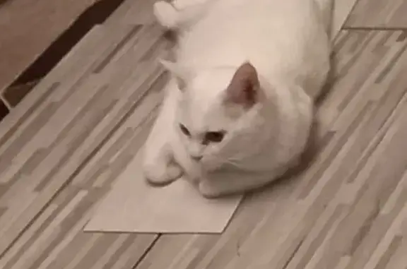 Пропала кошка, ул. Героев Рыбачьего, 3