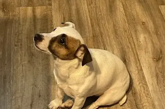 Собаки потеряшки, Москва, фото: Потеряшка собака Мусти, 1-й Капотнинский, 13с1