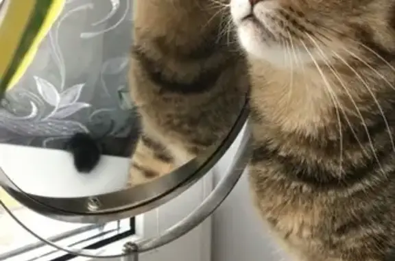 Кошки потеряшки, Чебоксары, фото: Потеряшка кошка, ул. Николаева, 35, Чебоксары