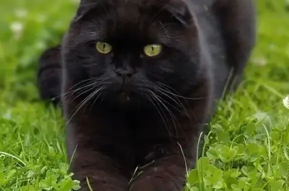 Пропала кошка, Красноармейское шоссе, МО