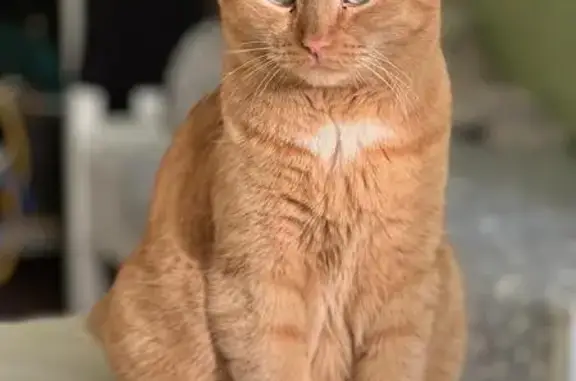 Кошки потеряшки, Новосибирская область, фото: Потеряшка рыжий кот, Новолуговской сельсовет