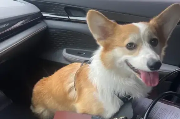 Найдена собака, Екатеринбург, фото: Найдена корги, ул. Начдива Васильева