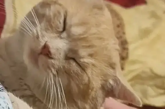 Кошка найдена: ул. Попова, Барнаул