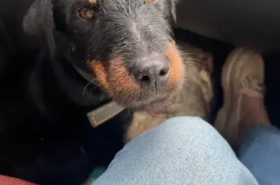 Найдена собака, , фото: Собака найдена на трассе у Тельминки, Усолье-Сибирское