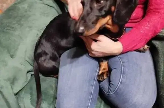 Найдена собака, Кемерово, фото: Такса найдена на Кирова, 41 к1-2, Кемерово