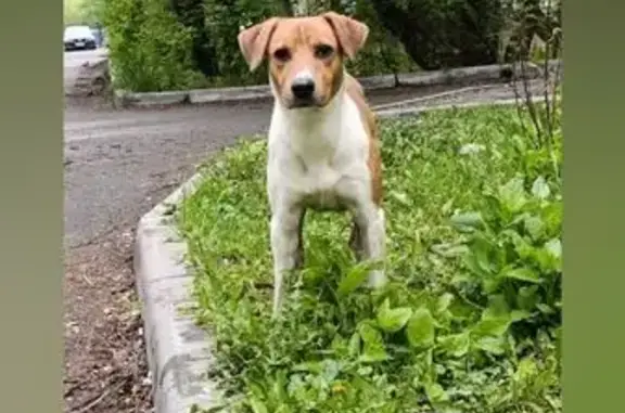 Собака ищет дом, Челябинск, ул. Трубосварочная, 3