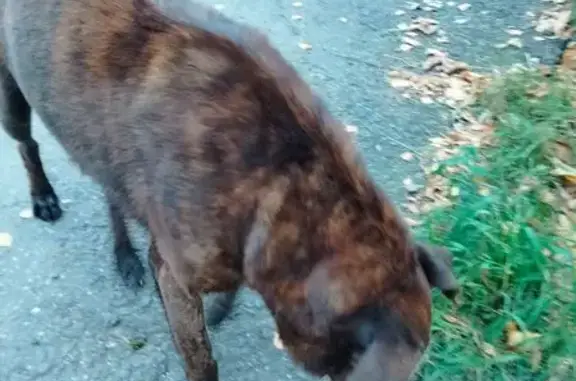 Собака у детсада, Лазо 8, Томск