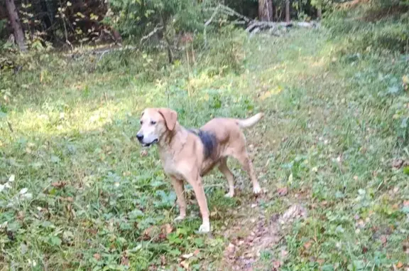 Найдена собака, Московская область, фото: Найдена гончая в Новосёлках, МО