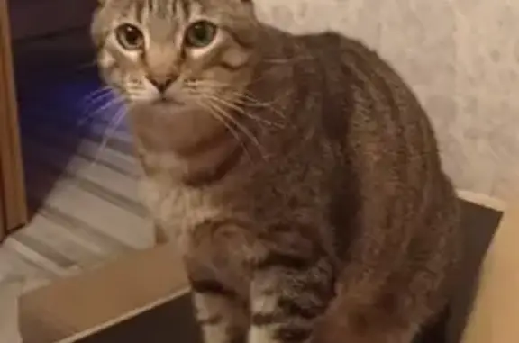 Пропала кошка Боня, Всеволожск