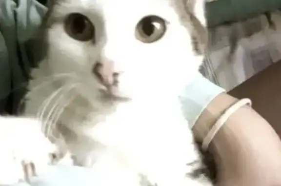 Пропала кошка, Листвянская 11, Линёво