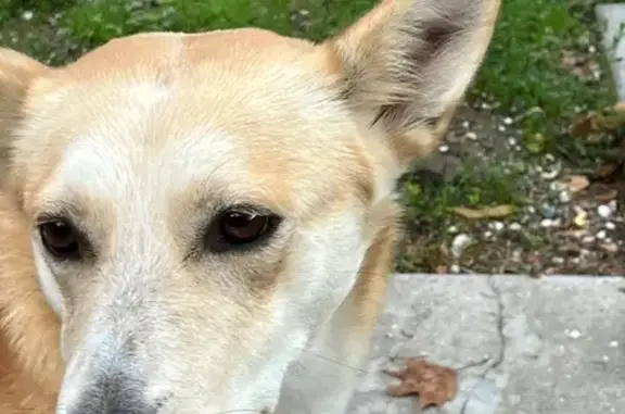 Найдена собака, Балаклава, фото: Собака найдена: Звёздная 50, Балаклава