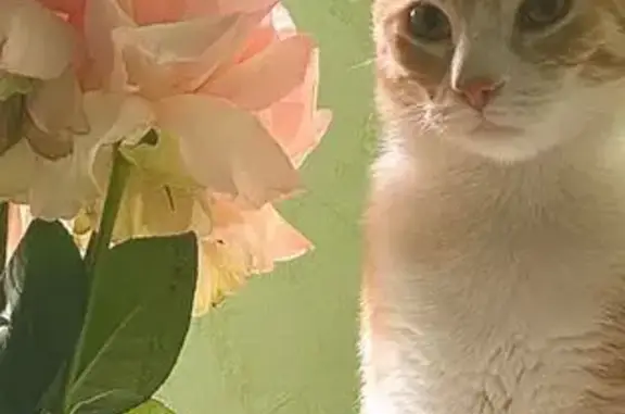 Кошки потеряшки, Васильково, фото: Потеряшка кошка, Ферганский пер., 1Б, Васильково