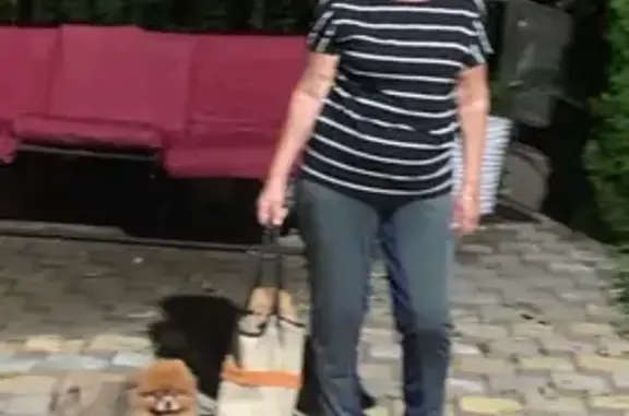 Собаки потеряшки, Сочи, фото: Потеряшка собака, Сочинское шоссе 4/2, Сочи