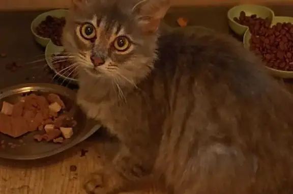 Найдена кошка, Загорянский, фото: Кошка найдена: ул. Островского, 70