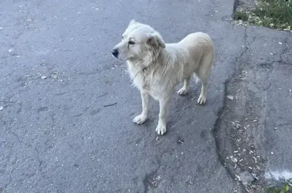 Найдена собака, улица Шехурдина, Саратов