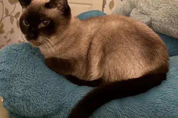 Кошки потеряшки, Красноярск, фото: Потеряшка сиамская кошка, Красноярск, 53А