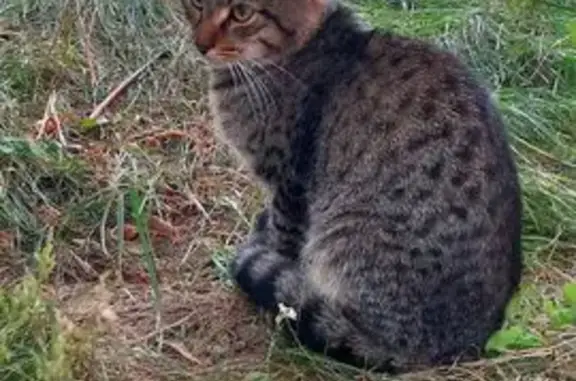 Найдена кошка, Нижний Новгород, фото: Найдена кошка, ул. Акимова 32, Н. Новгород