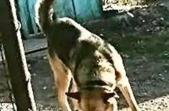 Собаки потеряшки, Свердловская область, фото: Потеряшка собака, Екатеринбург, Свердл. обл.