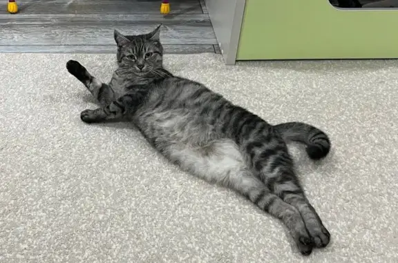 Кошки потеряшки, Чебоксары, фото: Потеряшка кошка, Чебоксары, пр. Тракторостроителей, 48