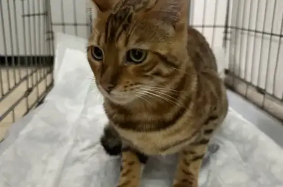 Найдена кошка, , фото: Найдена бенгальская кошка, ул. Пустовойта, 12