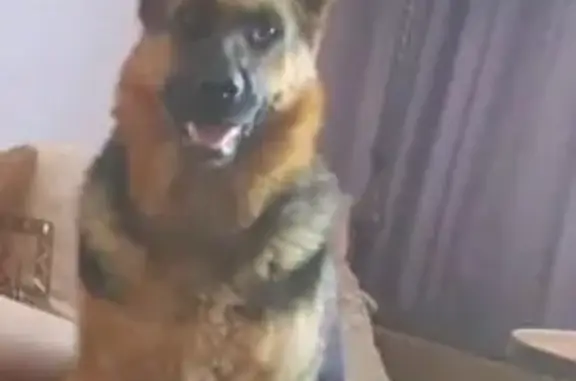 Объявления о пропавших и найденных животных, Борисоглебск, фото: Пропала овчарка, ул. Садовая, Борисоглебск