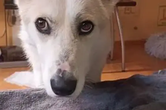 Найдена собака в Першино, Челябинск.