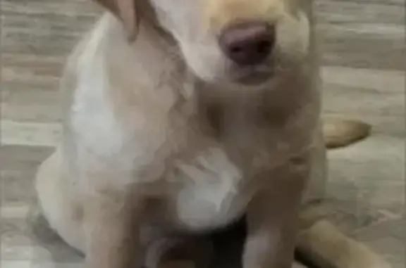 Пропала собака, Горная ул. 234, Саратов