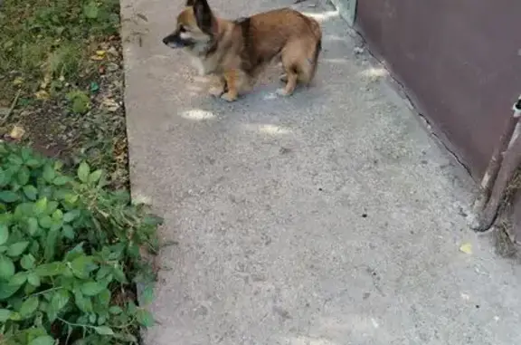 Собака найдена: ул. Седова, 4, Тула