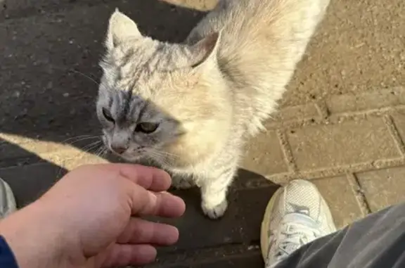 Кошка найдена: Каширское шоссе, 47 с24