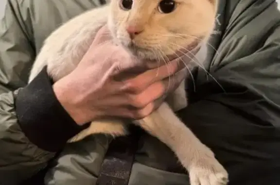 Кошка найдена: Шукшина 19, Барнаул