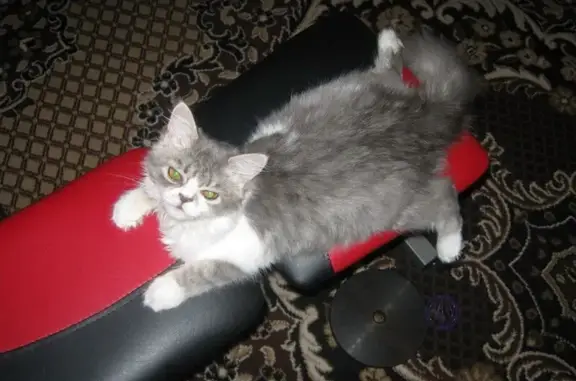 Пропала кошка, ул. Победы 3, Бендеры