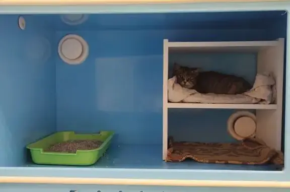 Найдена кошка, Калуга, фото: Кошка найдена: Центральная ул., 2, Шопино