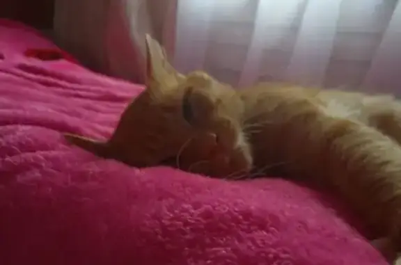 Кошки потеряшки, Великий Новгород, фото: Потеряшка кошка у Зелинского 40 к1, Вел. Новгород