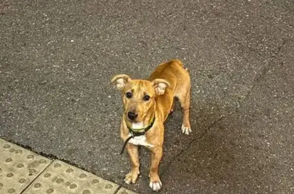 Найдена рыжая собака, Российская 72/5