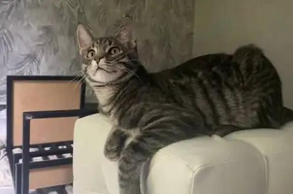 Пропала кошка, Северная ул., 2, Владимир