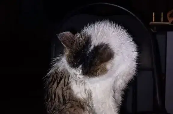 Кошки потеряшки, Рязань, фото: Потеряшка кошка, ул. Толстого, 10А, Рязань