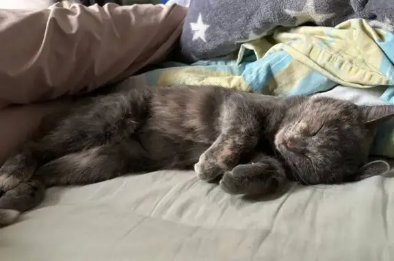 Пропала кошка, Востряковский пр., 25к1