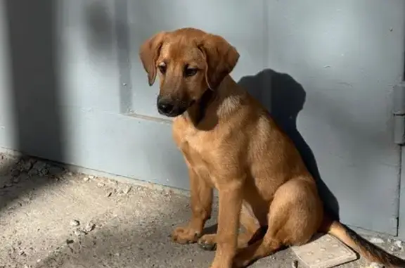 Найдена собака, , фото: Найдена собака, ул. Мира, 72, Пенза