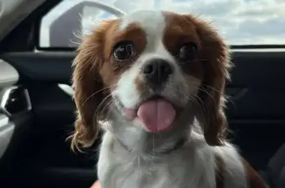 Найдена собака, Екатеринбург, фото: Собака найдена на ул. Савкова, Екатеринбург